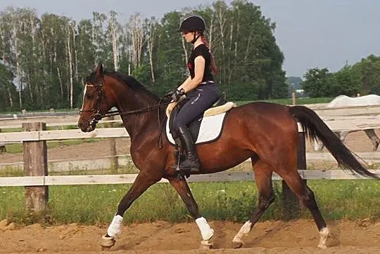 Młoda piękna klacz sport hodowla, , 