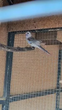 Sprzedam Papugi Rozelle królewskie, , Rzuchów