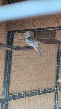 Sprzedam Papugi Rozelle królewskie, , Rzuchów