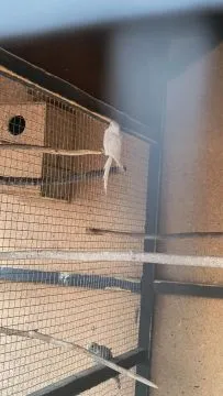 Sprzedam Papugi Rozelle królewskie, , Rzuchów