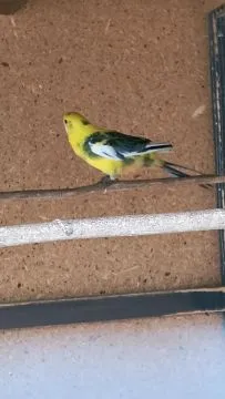 Sprzedam Papugi Rozelle królewskie