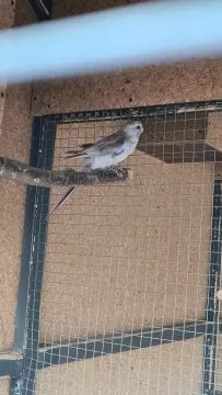 Sprzedam Papugi Rozelle królewskie, , Rzuchów