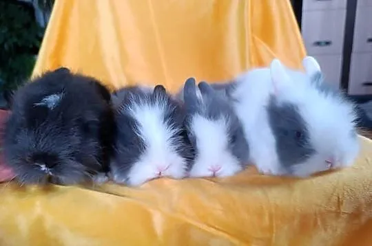 królik miniaturka karzełek teddy, Śląskie, Brenna