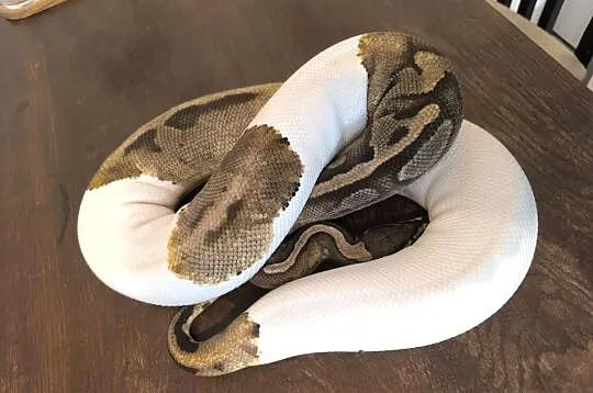 Pytam królewski samica pied