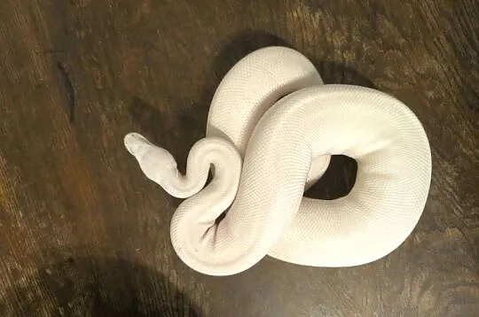 Pytam królewski samica pied, Lubuskie, Kiełcz