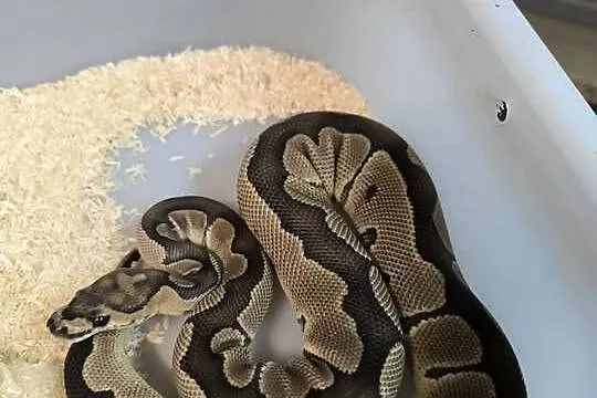 Pytam królewski samica pied, Lubuskie, Kiełcz