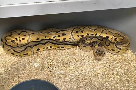 Pytam królewski samica pied, Lubuskie, Kiełcz