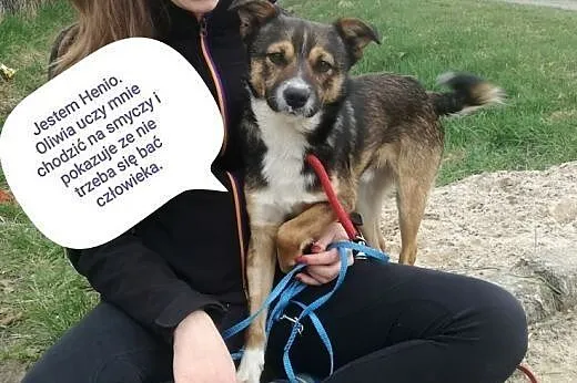 Młody, kochany piesek Henio szuka pilnie domu.,  l