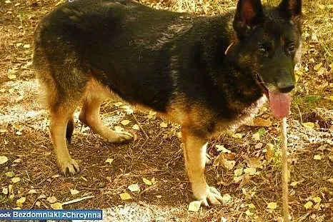 Lady - bardzo spokojna i spolegliwa suczka owczarka szuka domu!,  mazowieckie Warszawa