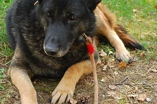 Lady - bardzo spokojna i spolegliwa suczka owczark