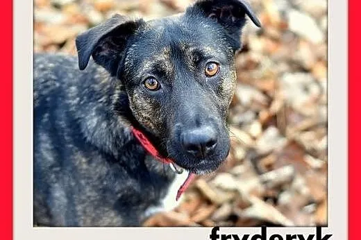 FRYDERYK,traci dom,łagodny,wesoły piesek do adopcji.PILNE,  mazowieckie Warszawa