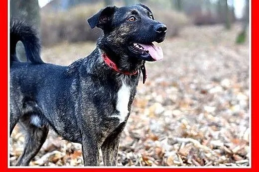 FRYDERYK,traci dom,łagodny,wesoły piesek do adopcj
