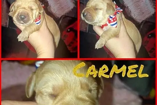 Prześliczny biszkoptowo złoty labrador retriever