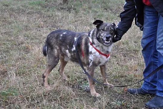 Bobas, łagodny, bardzo grzeczny psiak do pokochani