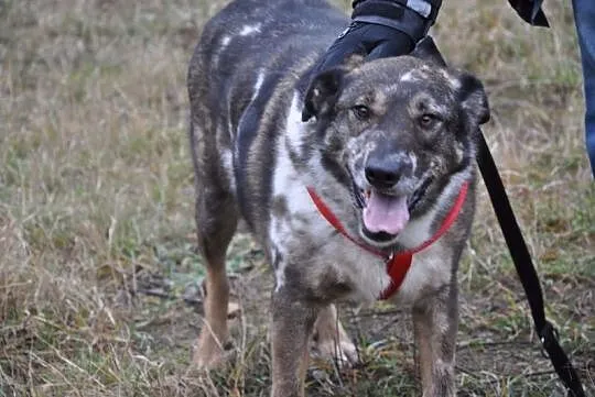 Bobas, łagodny, bardzo grzeczny psiak do pokochani