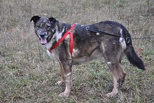 Bobas, łagodny, bardzo grzeczny psiak do pokochani