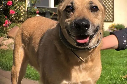 ZUZIA - kochana sunia, porzucona na działkach do adopcji,  mazowieckie Warszawa, Mazowieckie, Warszawa