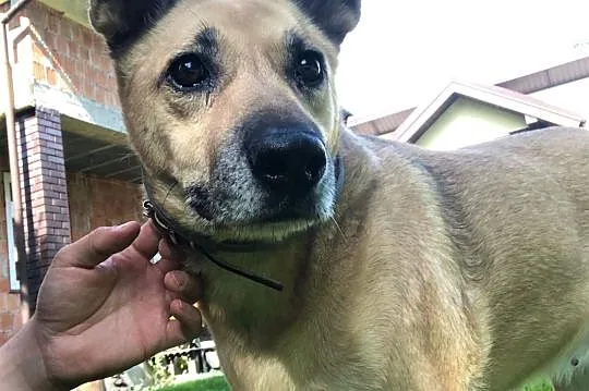 ZUZIA - kochana sunia, porzucona na działkach do adopcji,  mazowieckie Warszawa, Mazowieckie, Warszawa