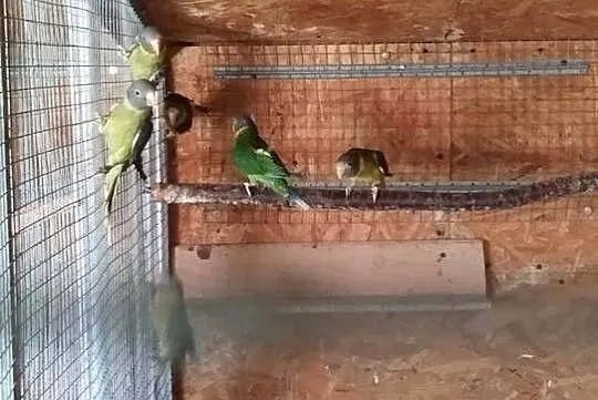 Papuga Aleksandretta Śliwogłowa, Podkarpackie, Dębowiec
