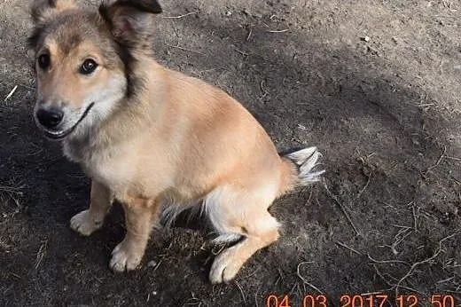 Bójka i Bojka suczki  wyrzucone w lesie ,  mazowie