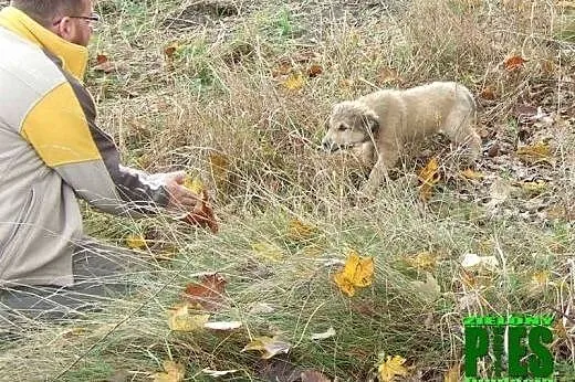 Bójka i Bojka suczki  wyrzucone w lesie ,  mazowie