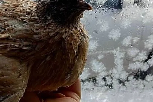 Samce przepiòrki sprzedam