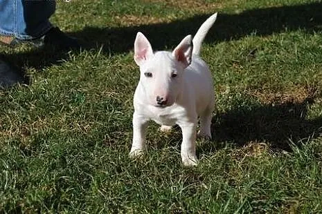 Miniaturowe szczenięta bull terrier,  kujawsko-pom