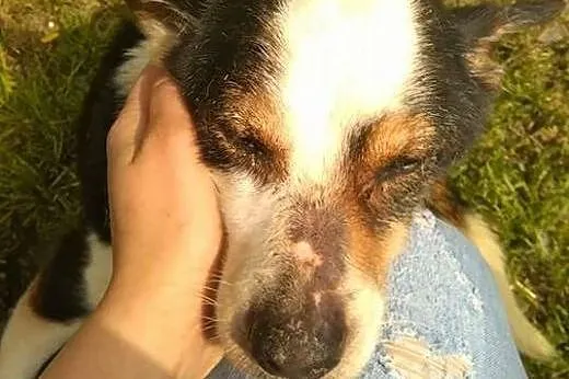 Adopcja CADDIEGO,  małopolskie Kraków