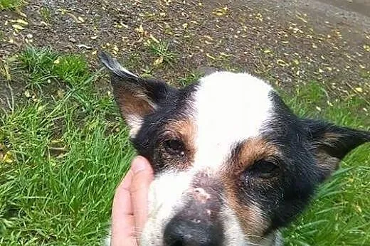 Adopcja CADDIEGO,  małopolskie Kraków