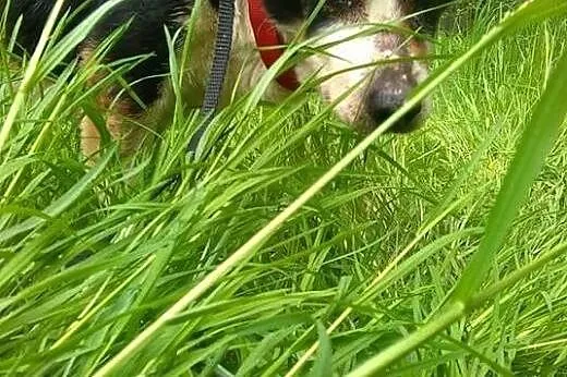 Adopcja CADDIEGO,  małopolskie Kraków