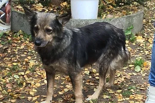 Pepa, bezkonfliktowa, nieduża suczka do pokochania