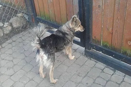 Pepa, bezkonfliktowa, nieduża suczka do pokochania