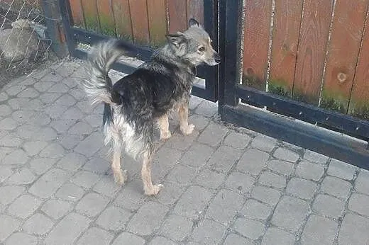 Pepa, bezkonfliktowa, nieduża suczka do pokochania