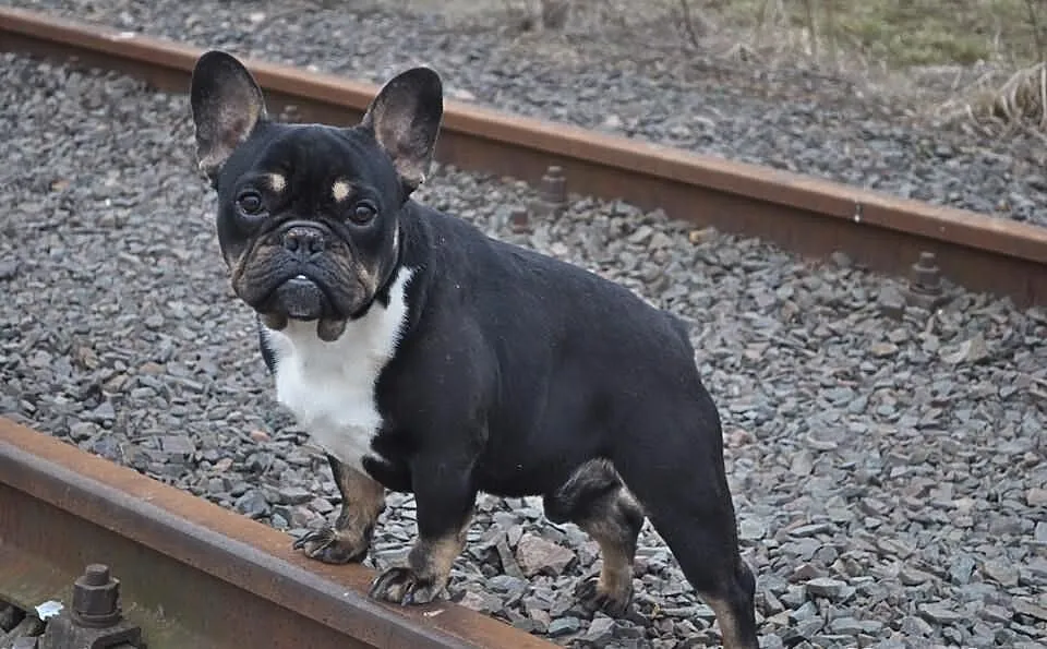 Buldog Francuski Black And Tan Krycie!