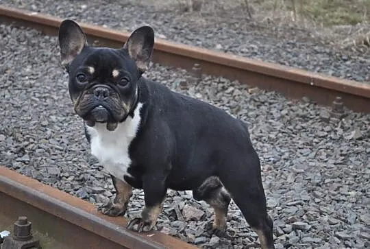 Buldog Francuski Black And Tan Krycie!