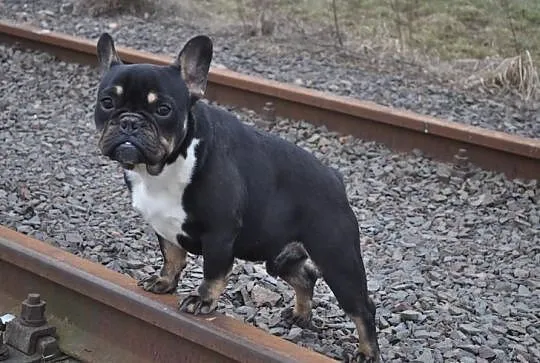 Buldog Francuski Black And Tan Krycie!