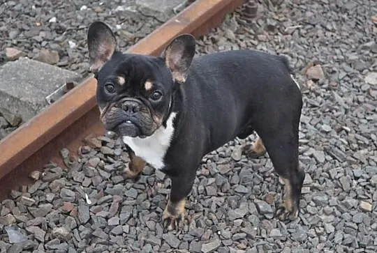 Buldog Francuski Black And Tan Krycie!