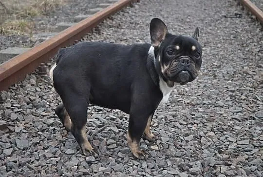 Buldog Francuski Black And Tan Krycie!