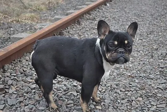 Buldog Francuski Black And Tan Krycie!