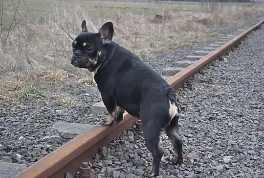 Buldog Francuski Black And Tan Krycie!