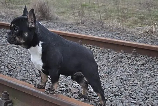 Buldog Francuski Black And Tan Krycie!