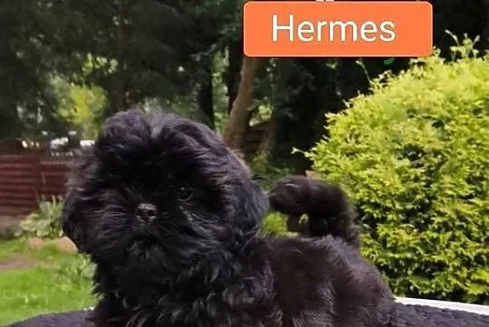ShihTzu piesek Hermes, Pomorskie, Sopot