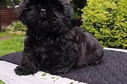 ShihTzu piesek Hermes, Pomorskie, Sopot
