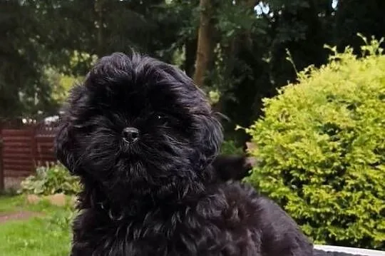 ShihTzu piesek Hermes, Pomorskie, Sopot