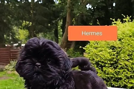 ShihTzu piesek Hermes, Pomorskie, Sopot