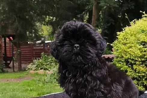 ShihTzu piesek Hermes, Pomorskie, Sopot
