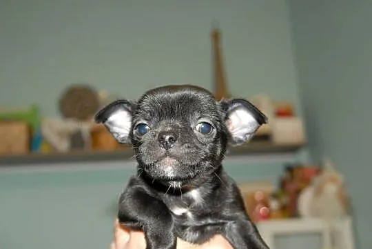 Chihuahua szczeniak, Świętokrzyskie, Raczyce