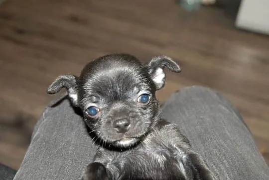 Chihuahua szczeniak, Świętokrzyskie, Raczyce