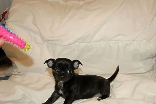 Chihuahua szczeniak, Świętokrzyskie, Raczyce