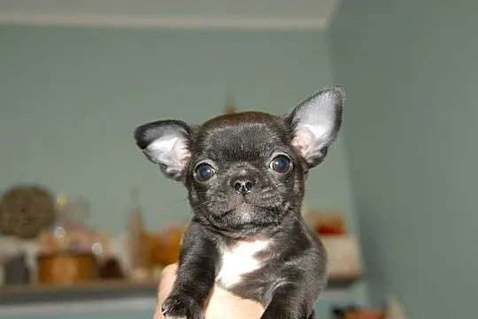Chihuahua szczeniak, Świętokrzyskie, Raczyce